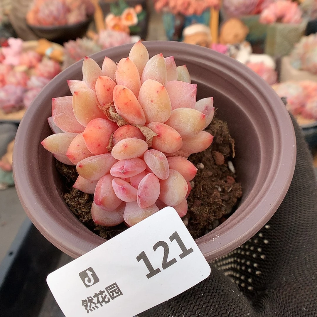 121雪天使多肉植物666