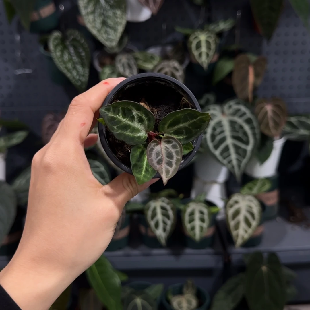 完全开放127 黑刷子杂红水晶