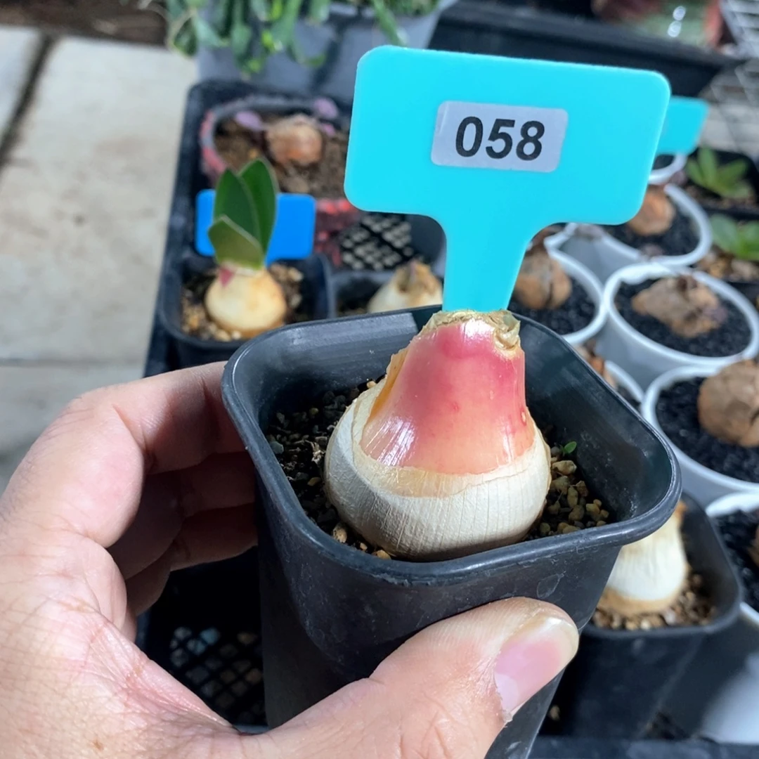 灯台百合一个多肉