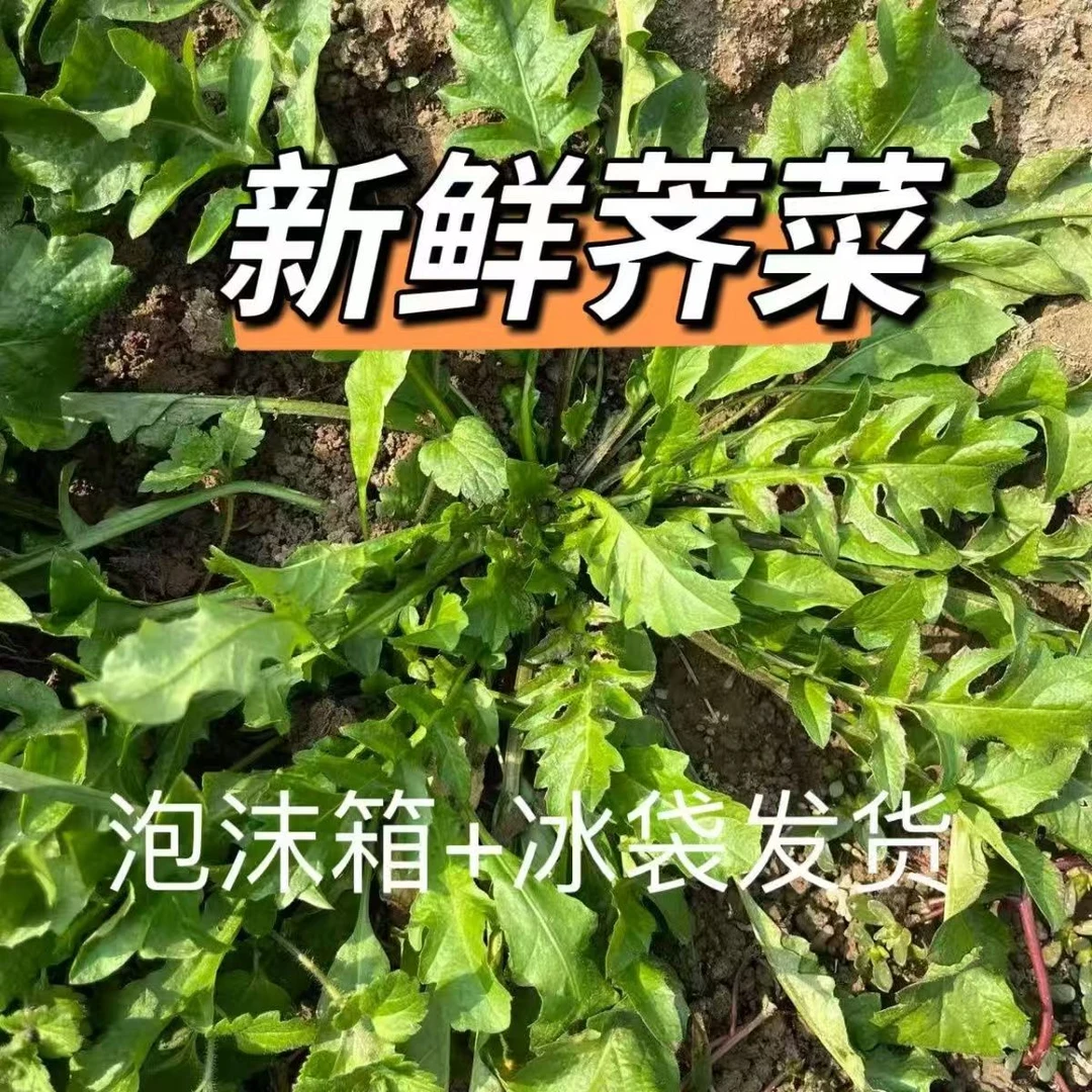 【顺丰包邮】露天野生现挖新鲜花叶荠菜可做馅饺子馅安徽蔬菜