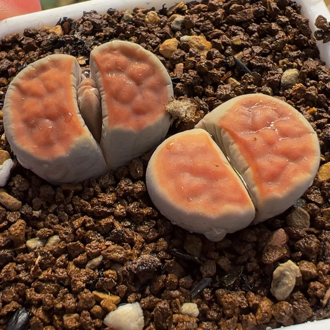 024多肉植物种类多样