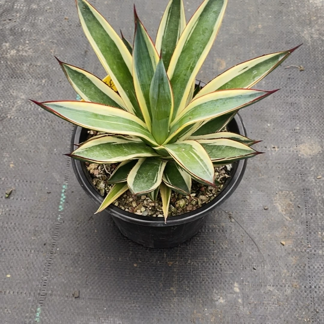 无花朵龙舌兰绿色植物