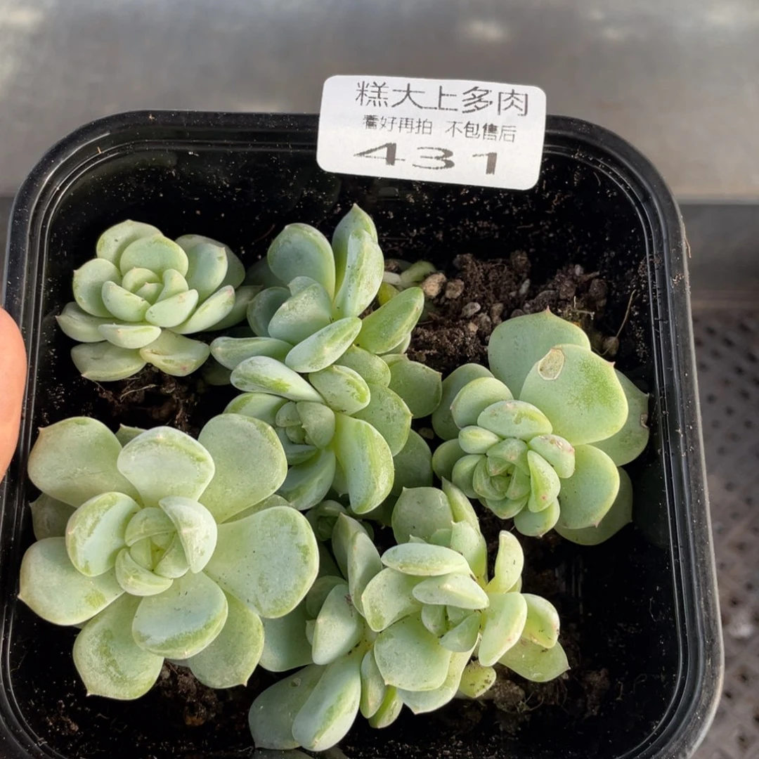 糕大上多肉植物431