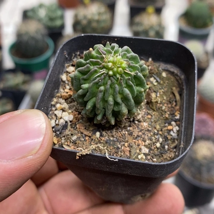 蝌蚪球福利特价植物