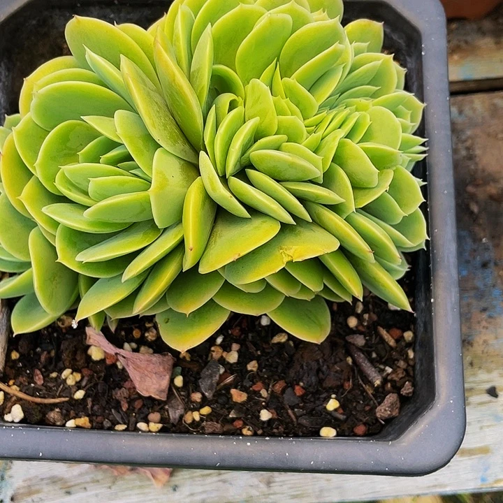 *****多肉植物多肉鑫那塔