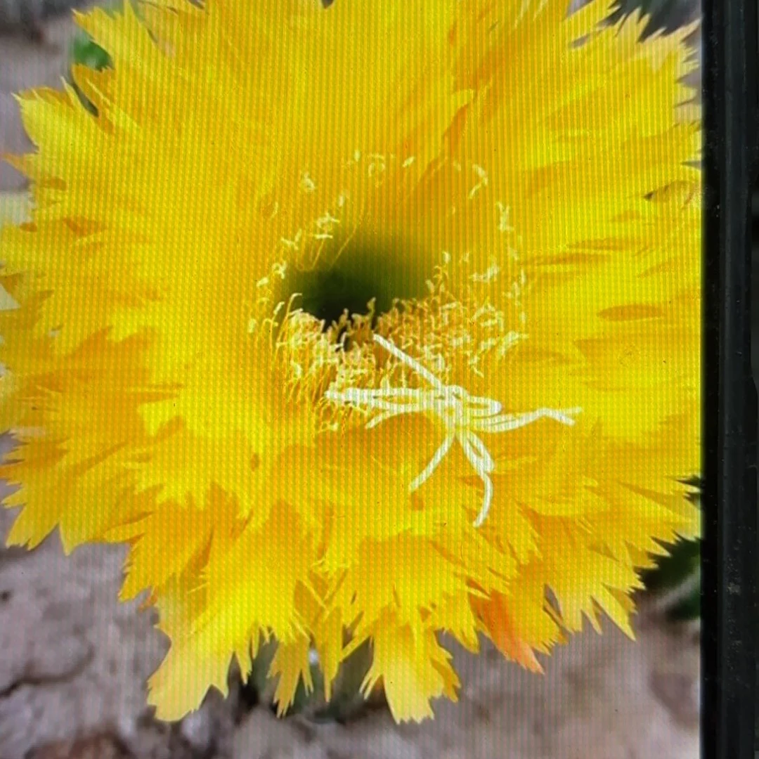 黄据齿瑕痴瑕痴侧牙20包邮仙人球35