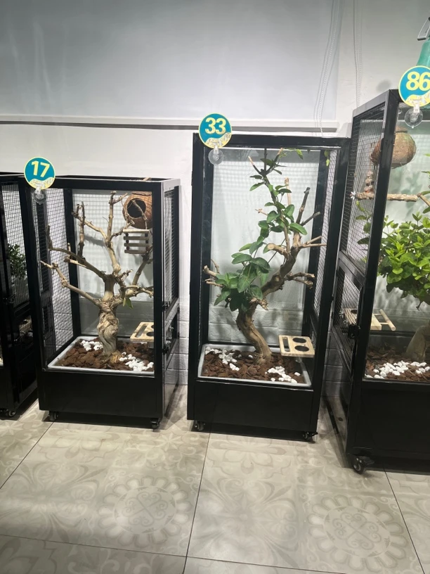 （加高）生态鸟笼适合牡丹和尚等多种鸟类