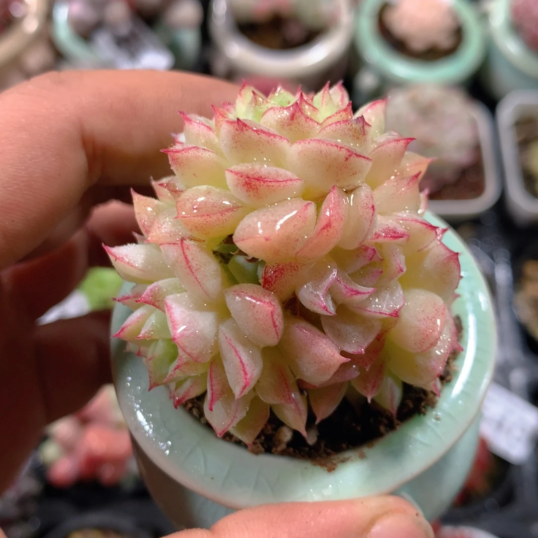 5CM拇指盆精控多肉ZD645