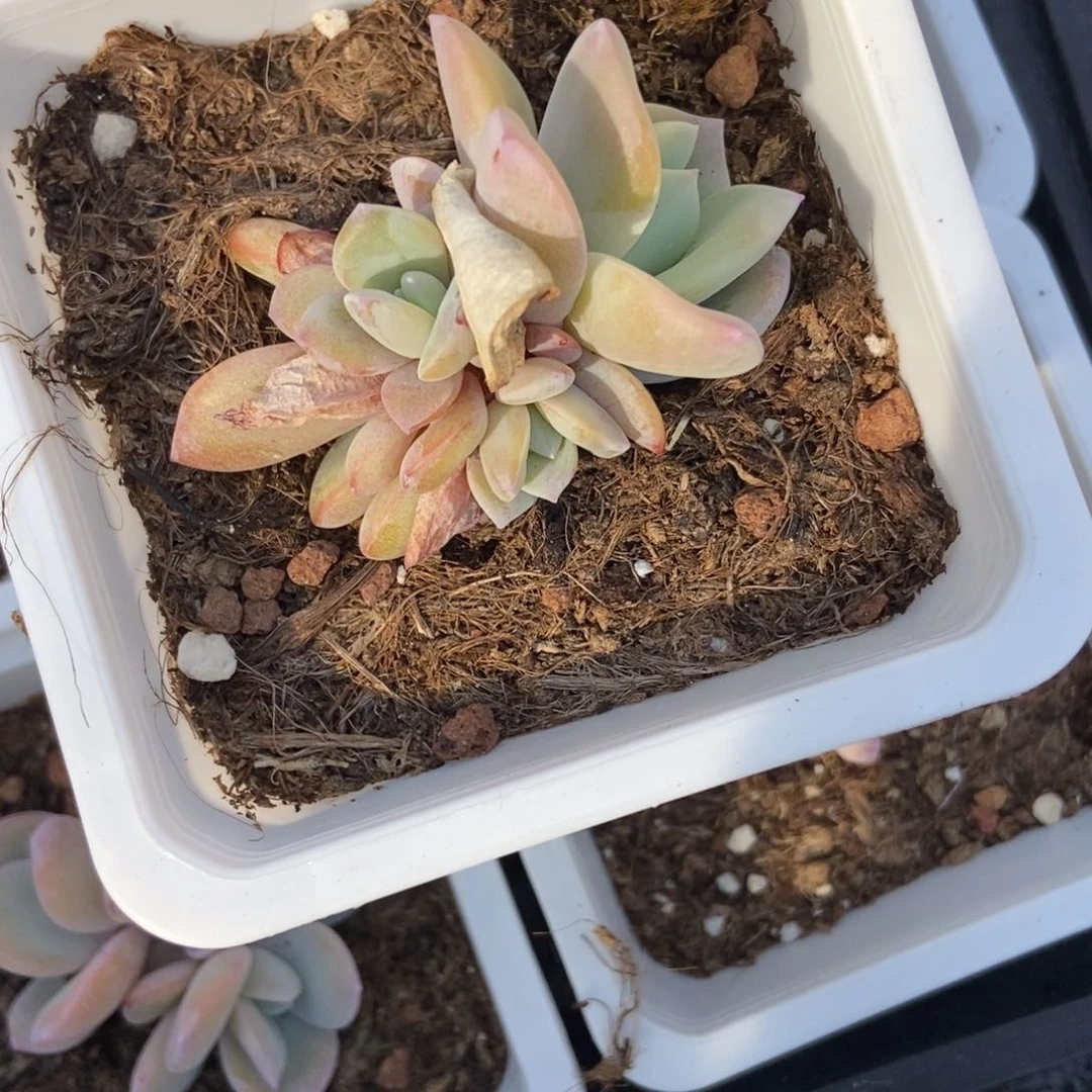 865奶茶多肉植物保护