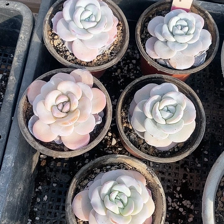 1号直播间一物一拍雪莲5颗一组