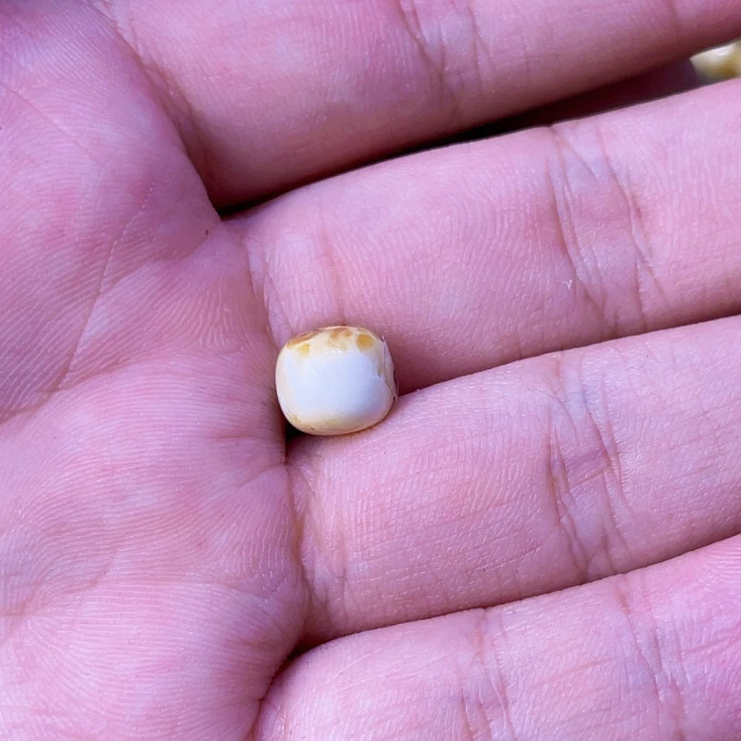 未镶嵌琥珀珠宝奇石