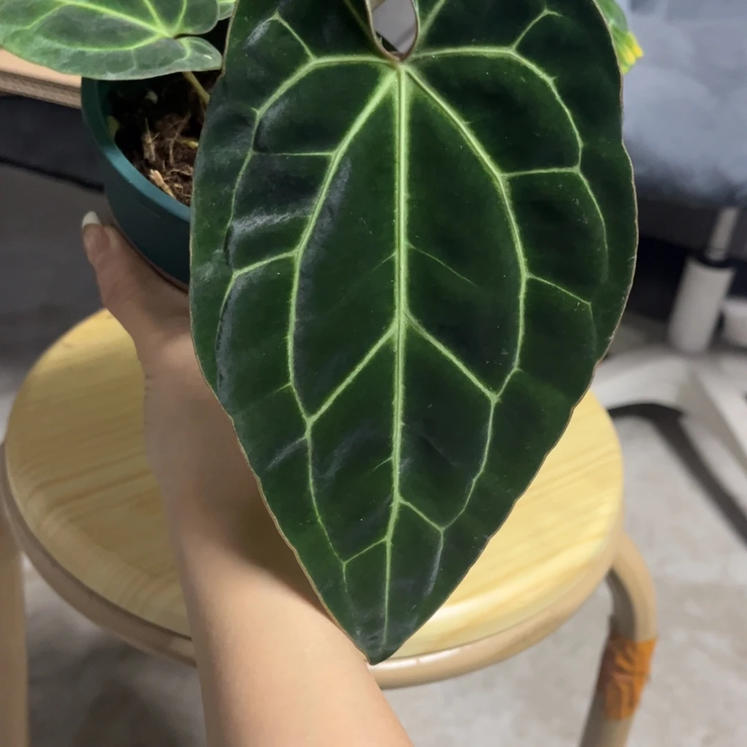 无花朵17 贝斯籽播