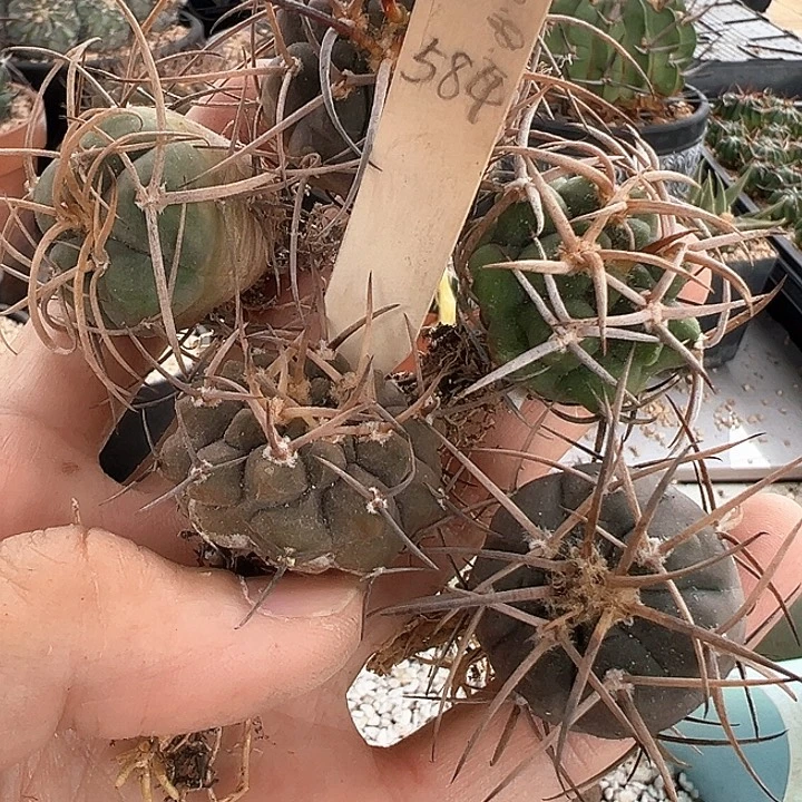 牛***皮仙人球 裸萼福利套餐 584