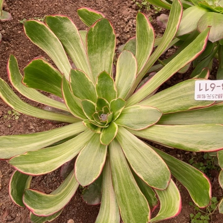 611紫嫣多肉12375678