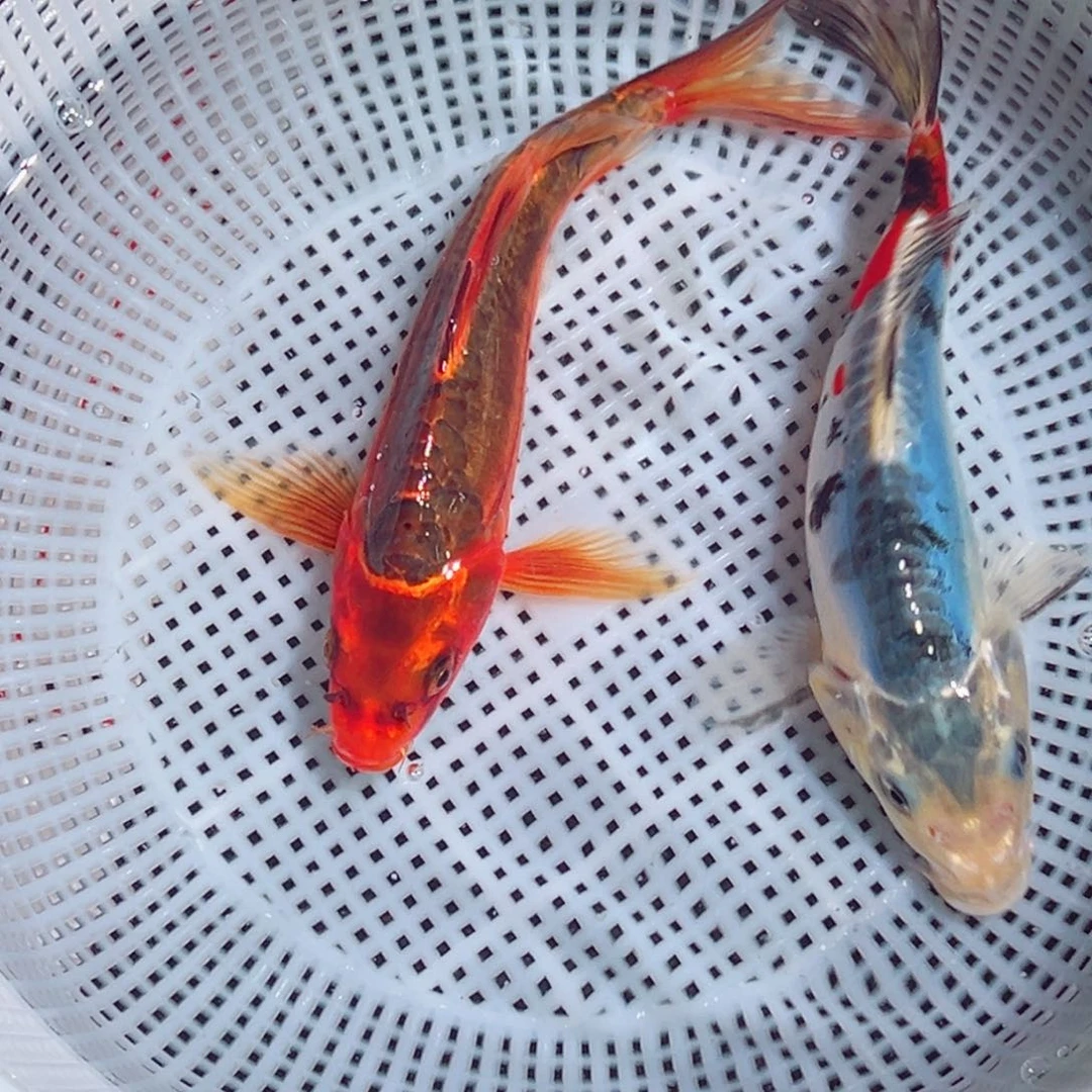 锦鲤锦鲤观赏鱼888