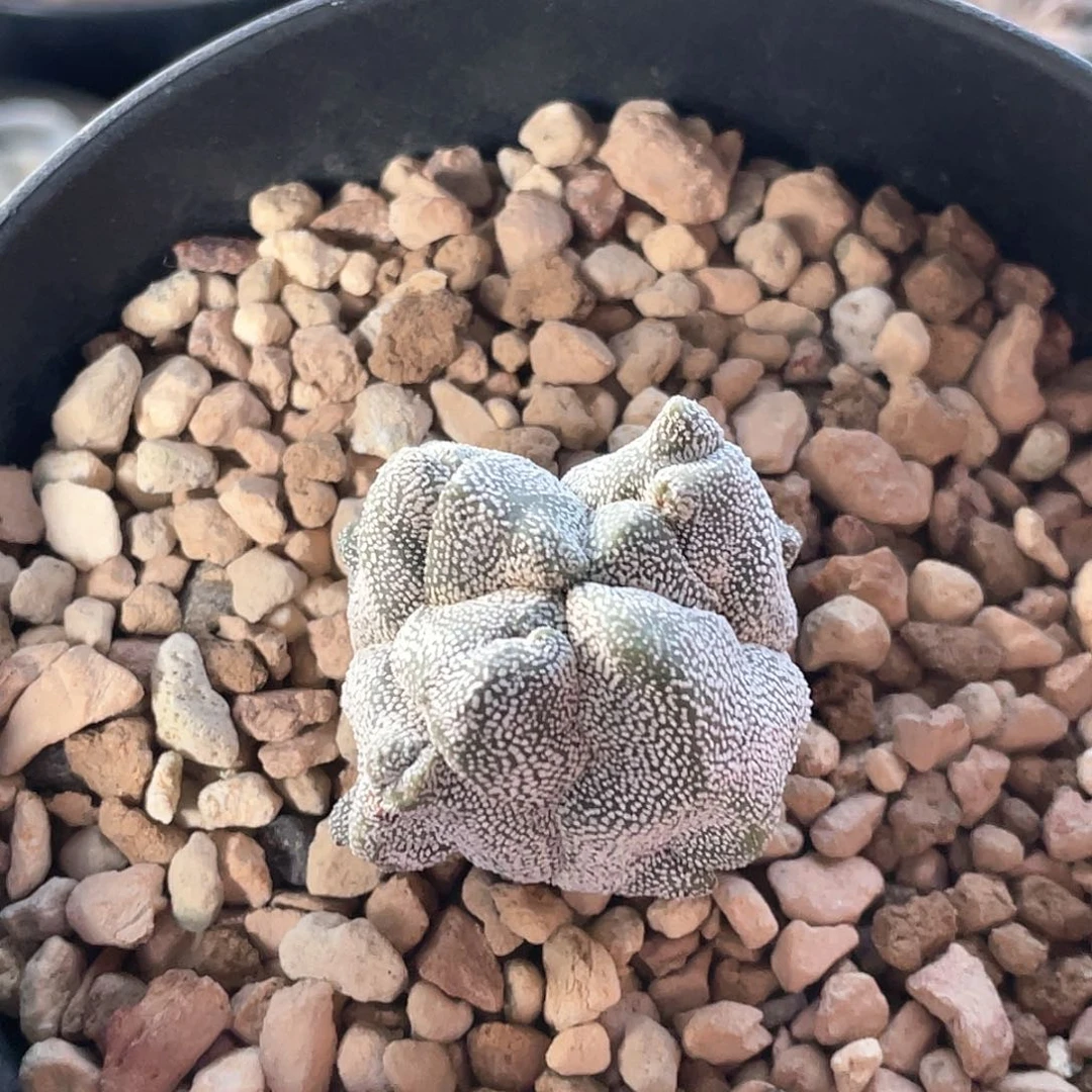 实生四角日系超白角尤恩冢