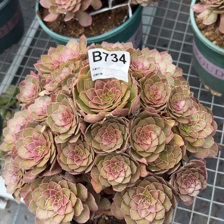 734红魔22厘米左右