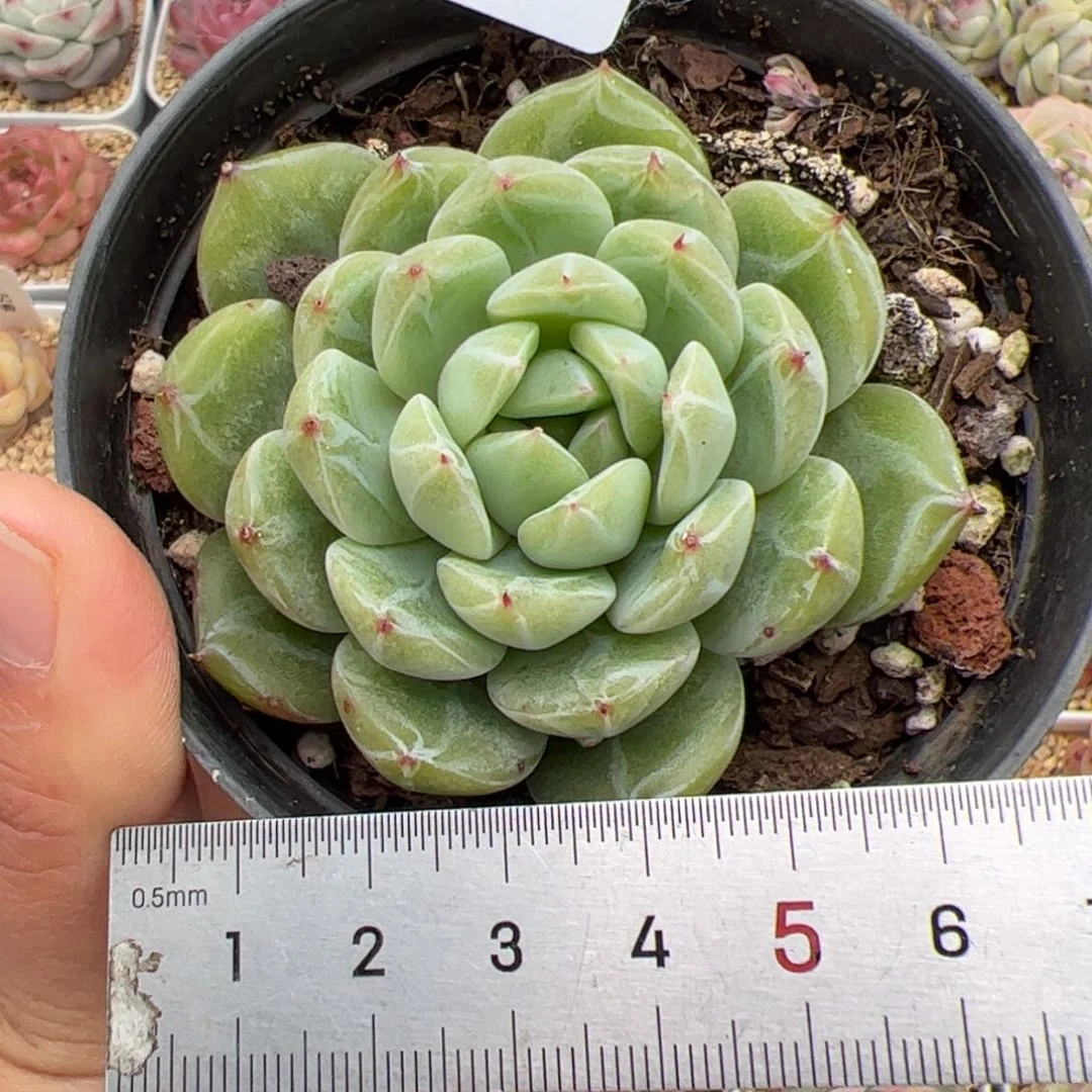 749 多肉植物组合盆栽