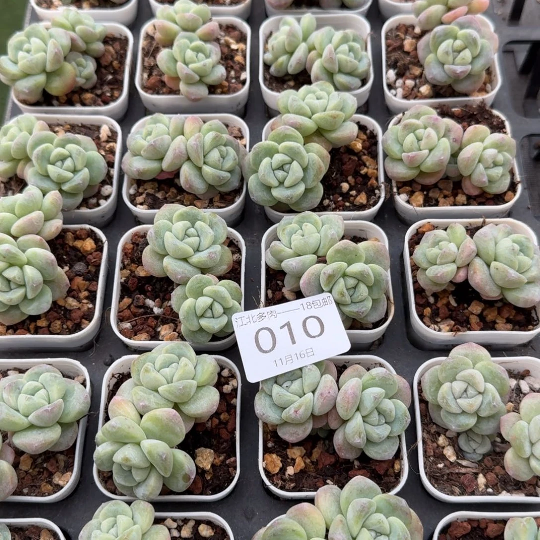 10号到手3颗，双头冰玉