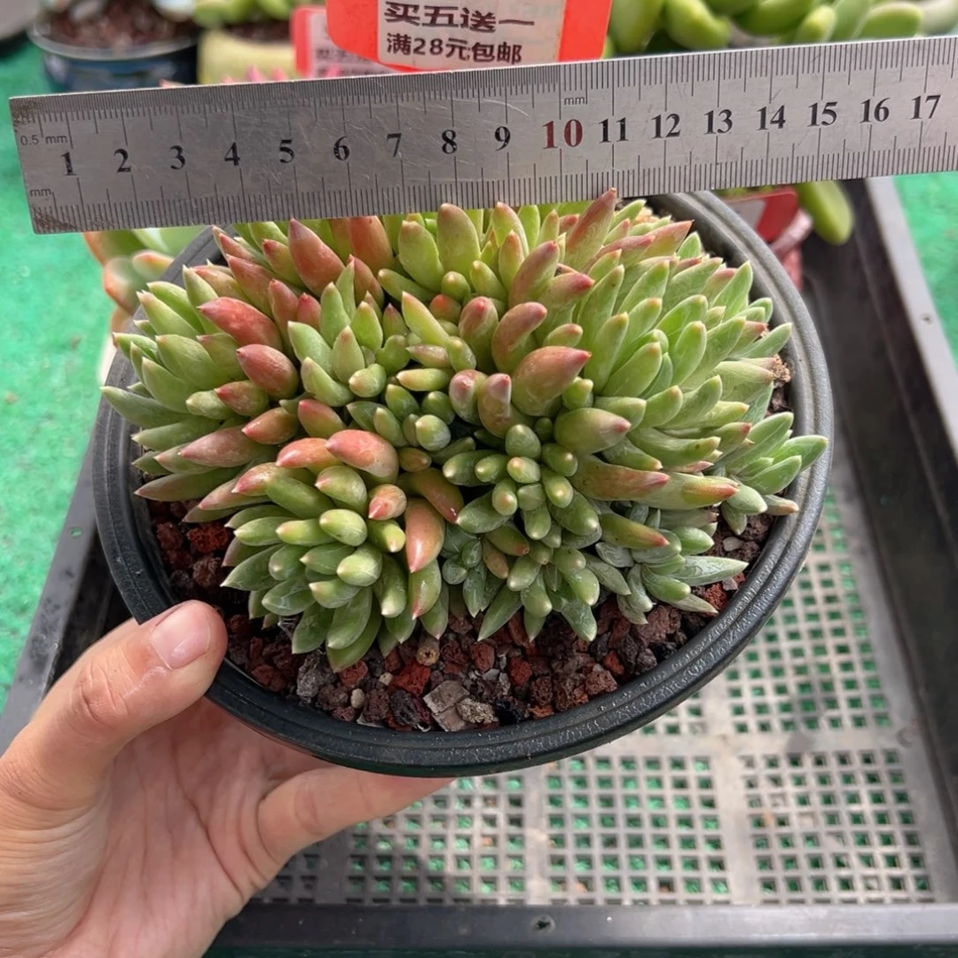 表妹精品多肉植物689.