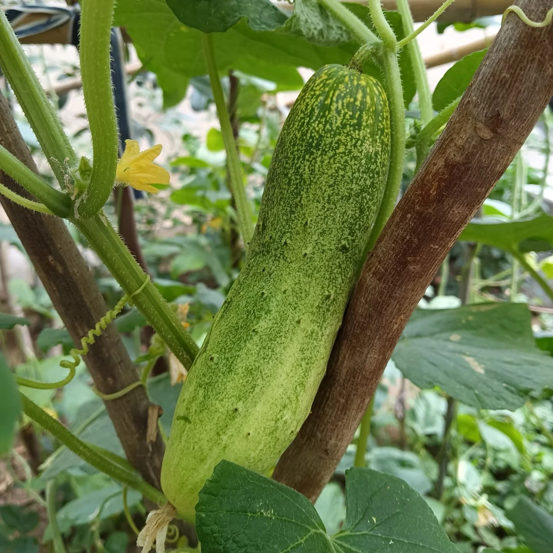 益阳露天水果无刺黄瓜