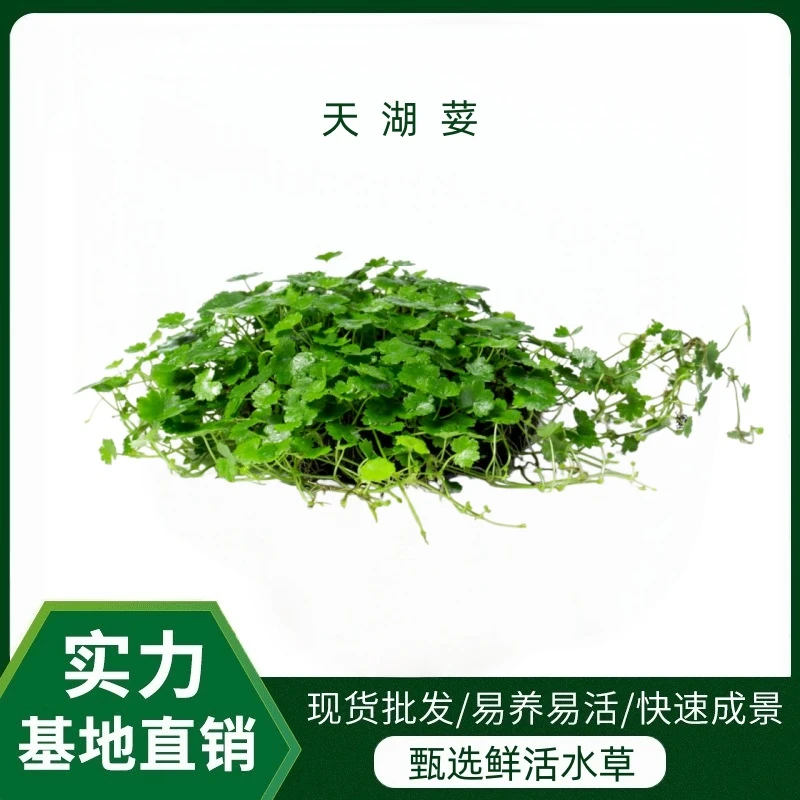 【天湖荽水草】大坨入水即活免二氧化碳前景草皮包邮包活懒人必备