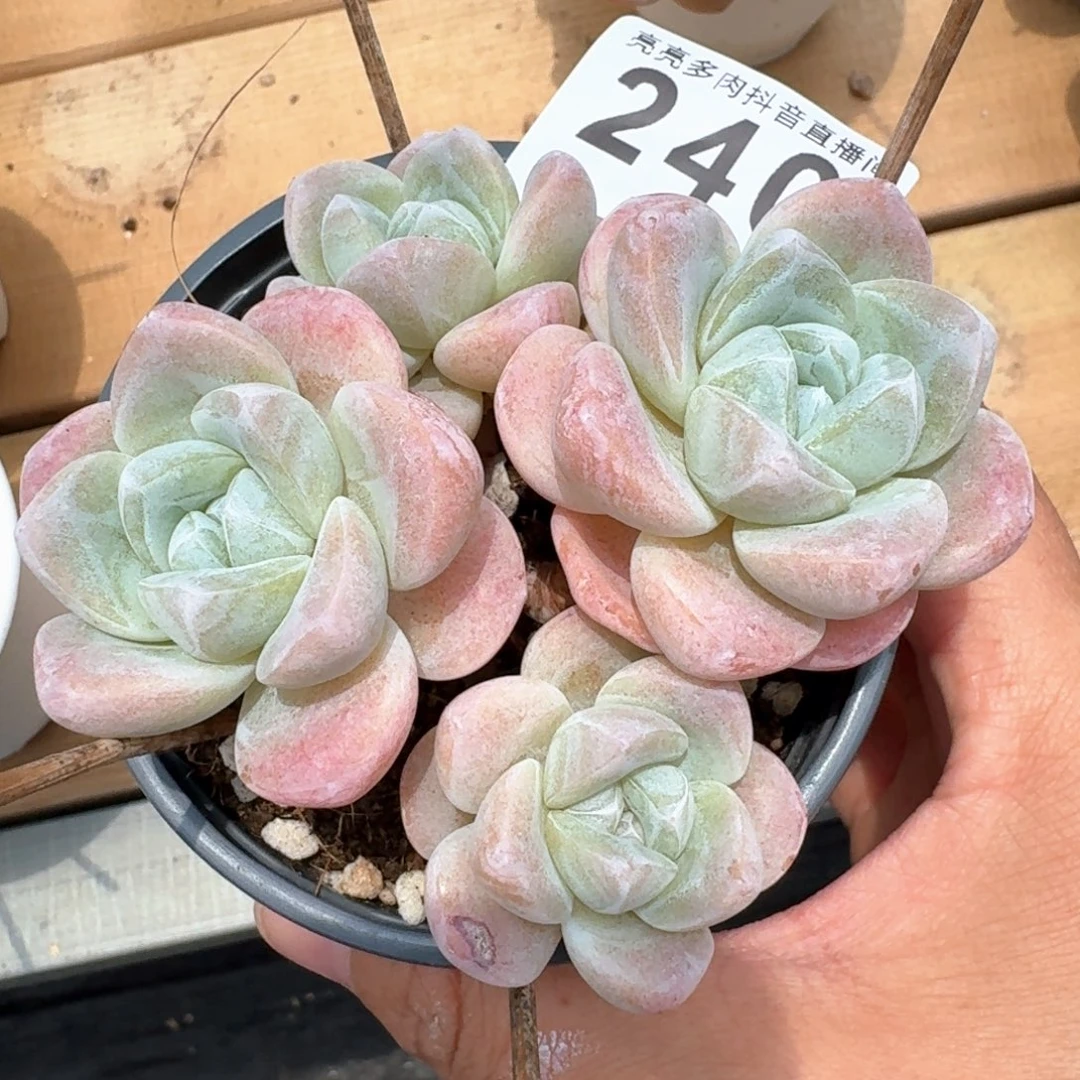 长腿冰玉         多肉植物