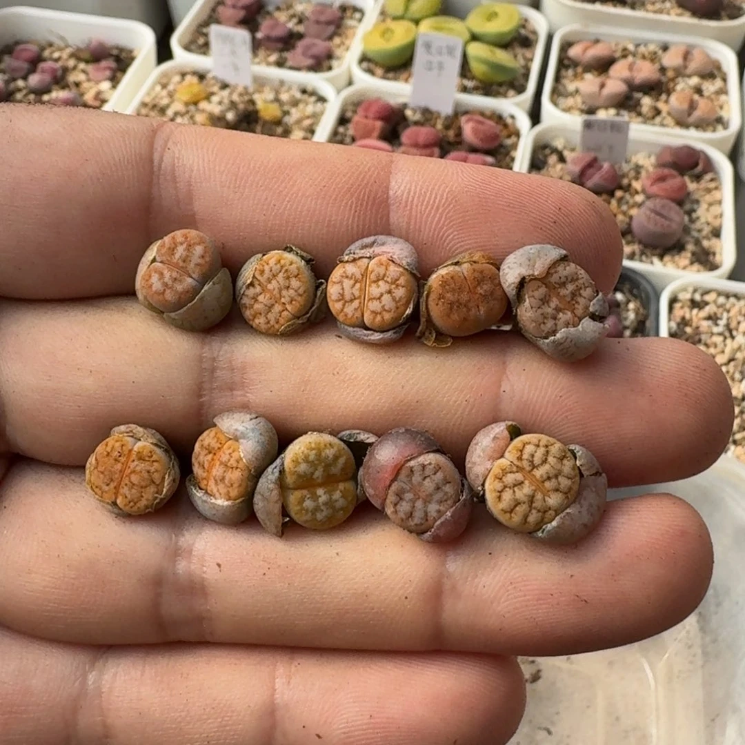 G637拿铁化荒杂混合一年多肉