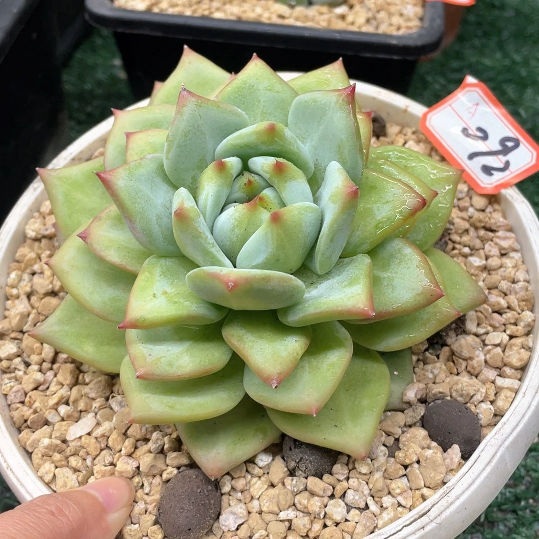 092 一物一拍28包邮