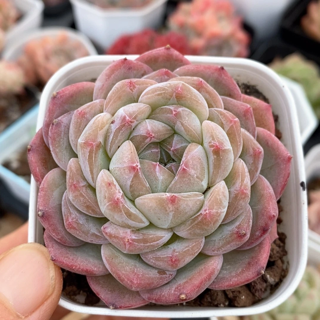 精品多肉一物一拍106