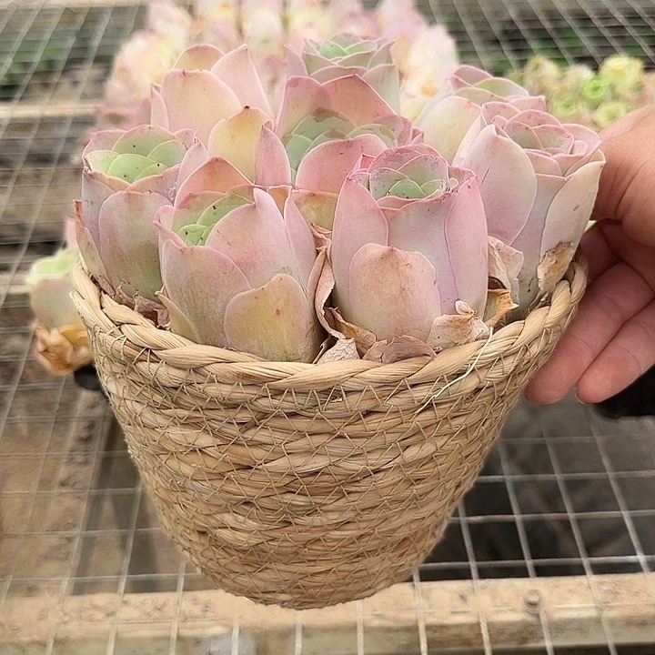 粉公主玫瑰8个带框