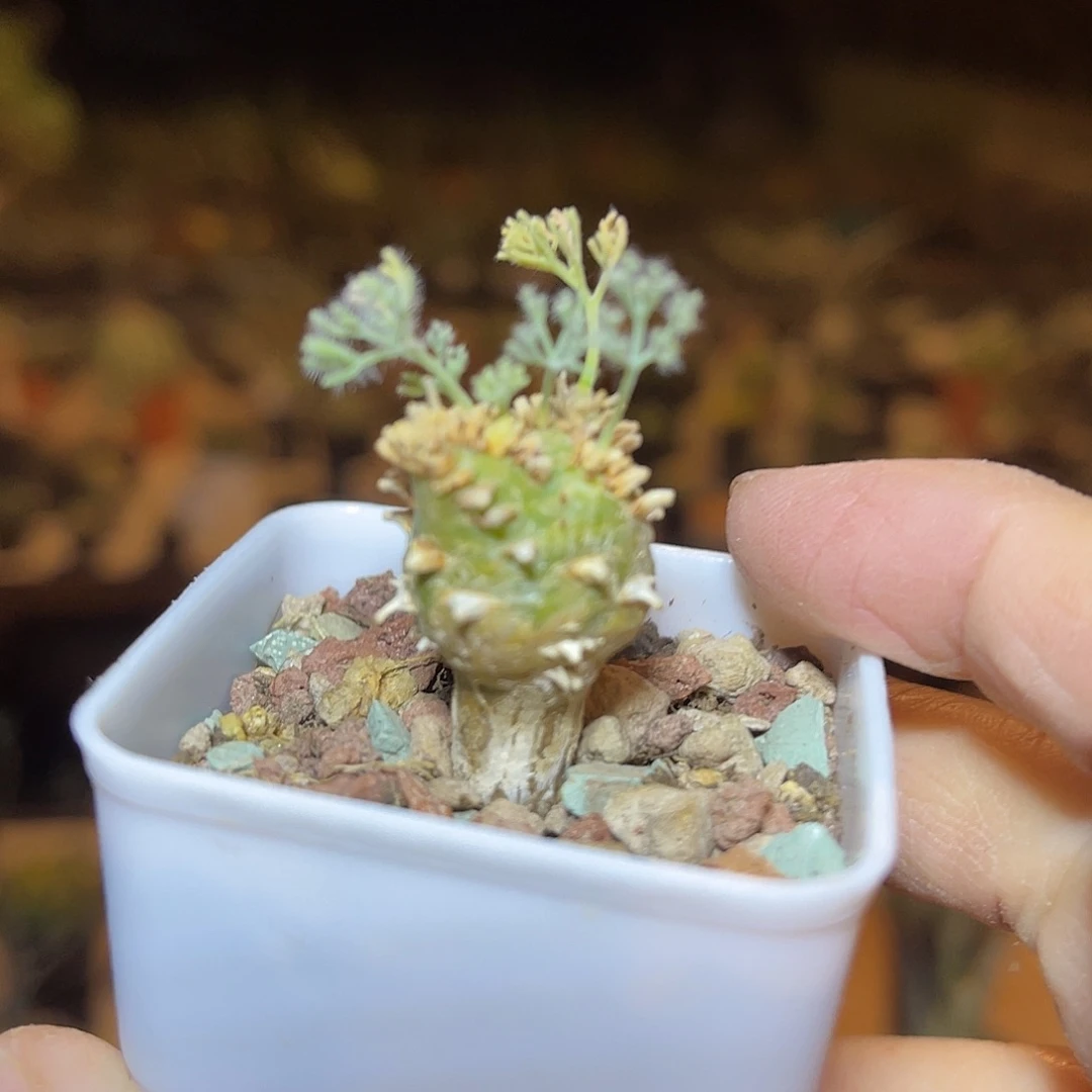 实生白皮月界一物一拍