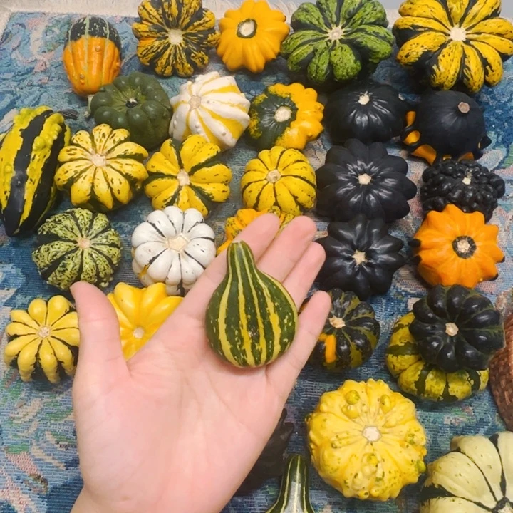 墨西哥葫芦加扁微瑕