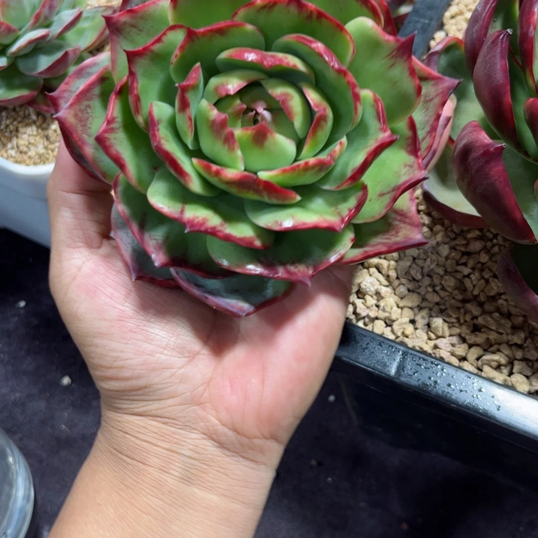 九***惊鸿仙子一物一拍