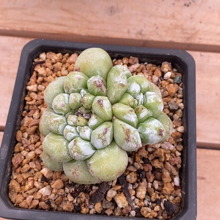 潜力股拇指寄养，美德和西河