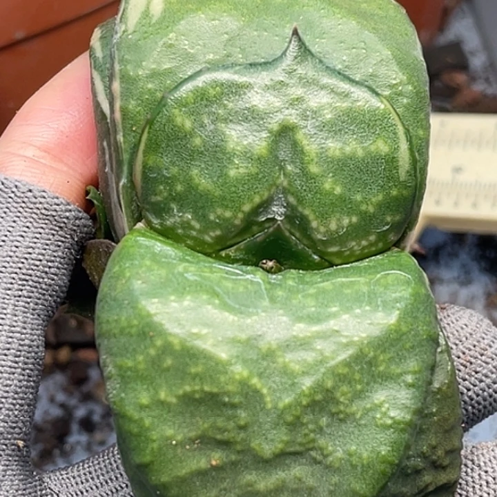 一物一拍竞拍福利拍