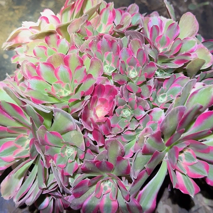 精品红女巫老桩开播福利22