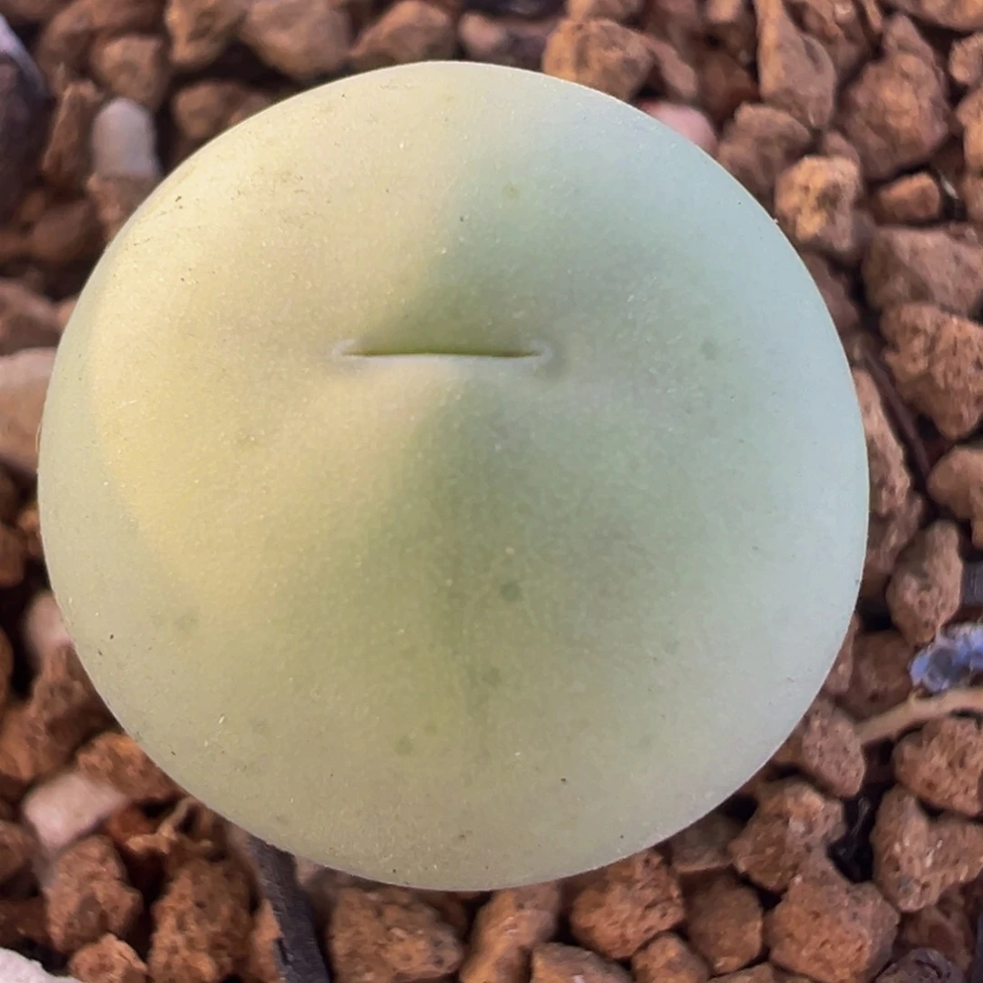 鸽子蛋母本多肉植物