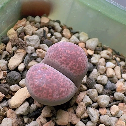 2235粉色碧琉璃带盆土发货
