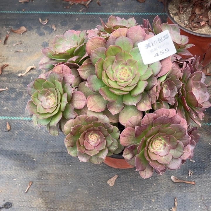 455万法师多肉断枝不售后