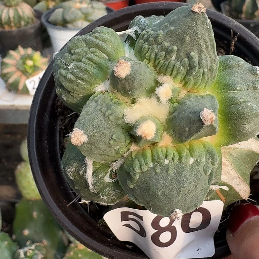 无花朵栗源怒涛580