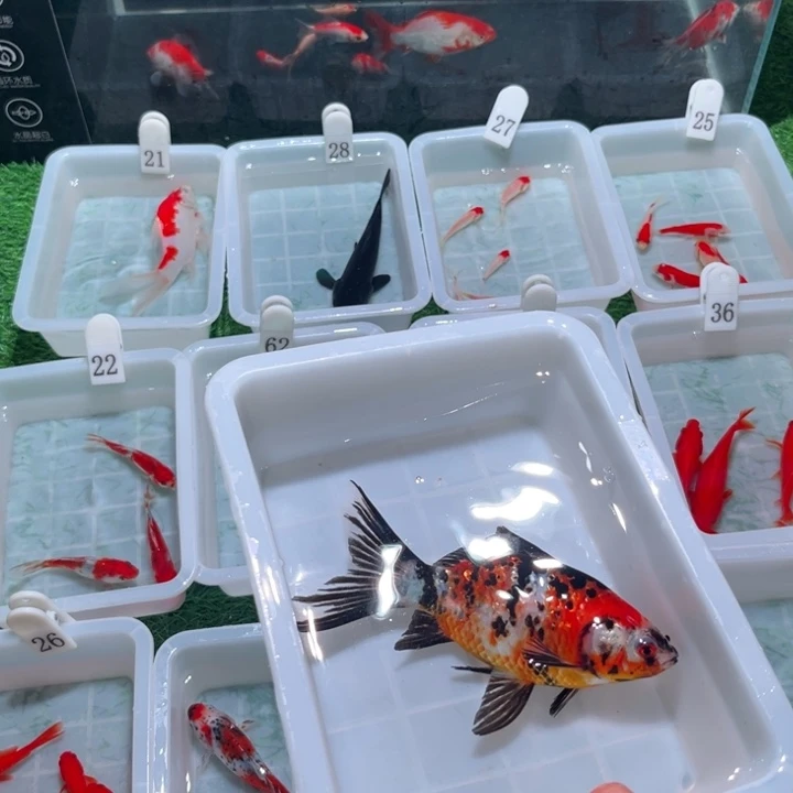 哆***梦金鱼福利多多12-17