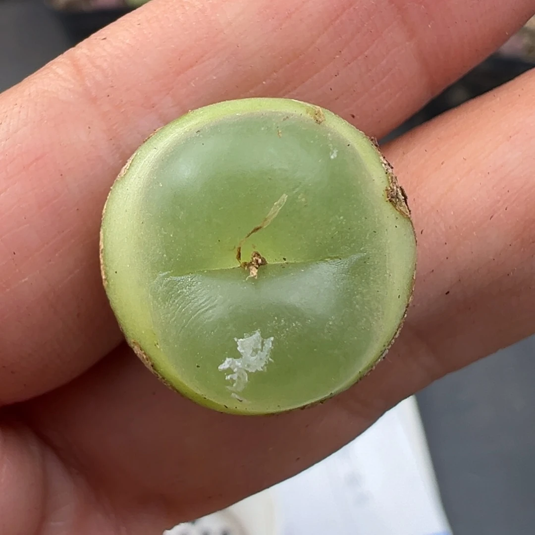 炸***包11.19好看的多肉脱土发货