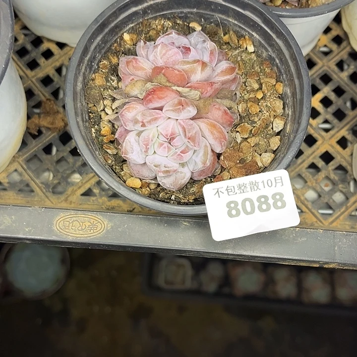 阿雅园艺。      8088星影