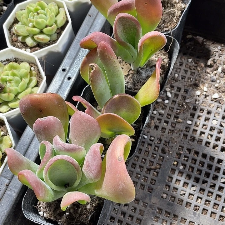 火狐狸带盆土发货