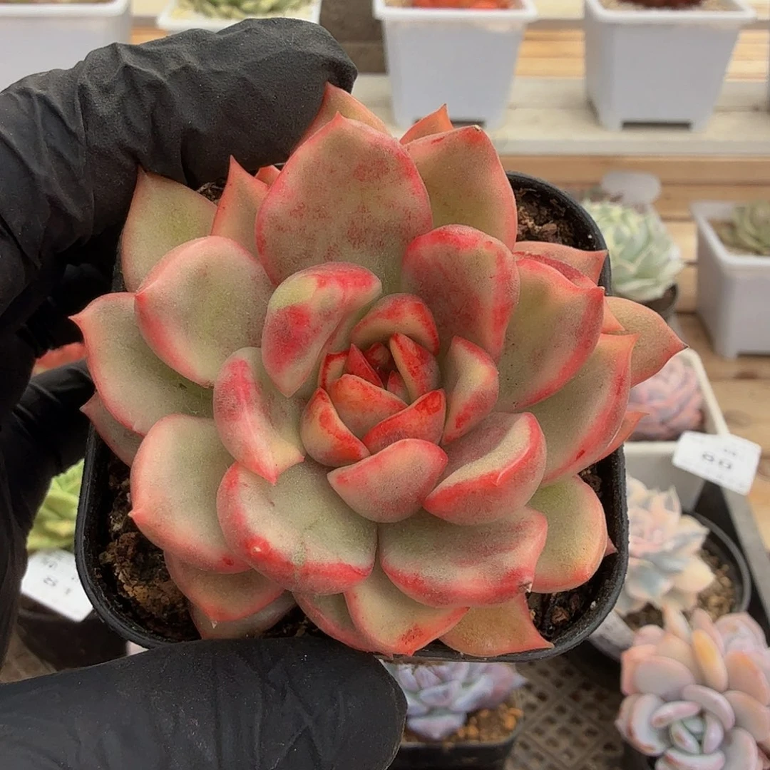 1005-85玫瑰东云锦单头