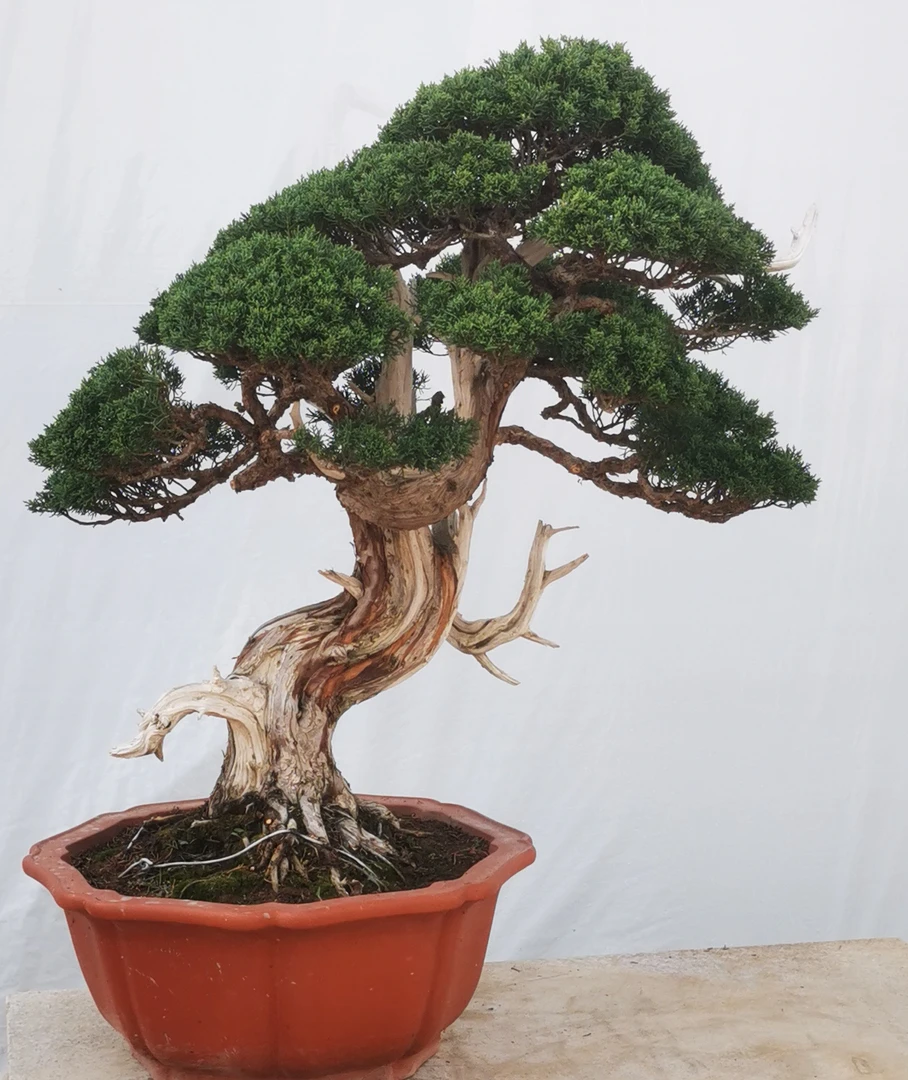 济州真柏四季常青