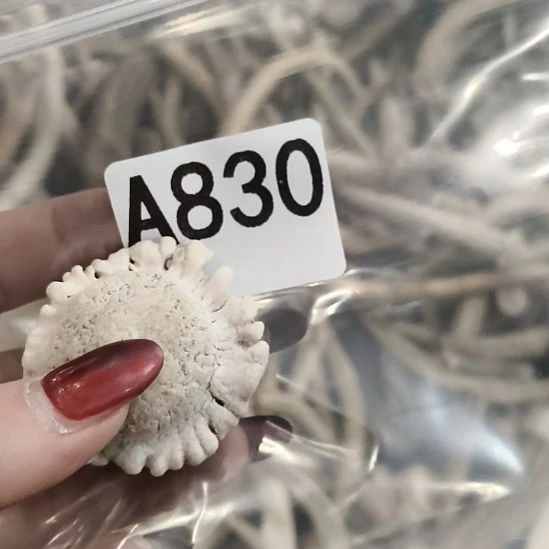 熊****鹿角鹿角鹿角鹿角鹿角