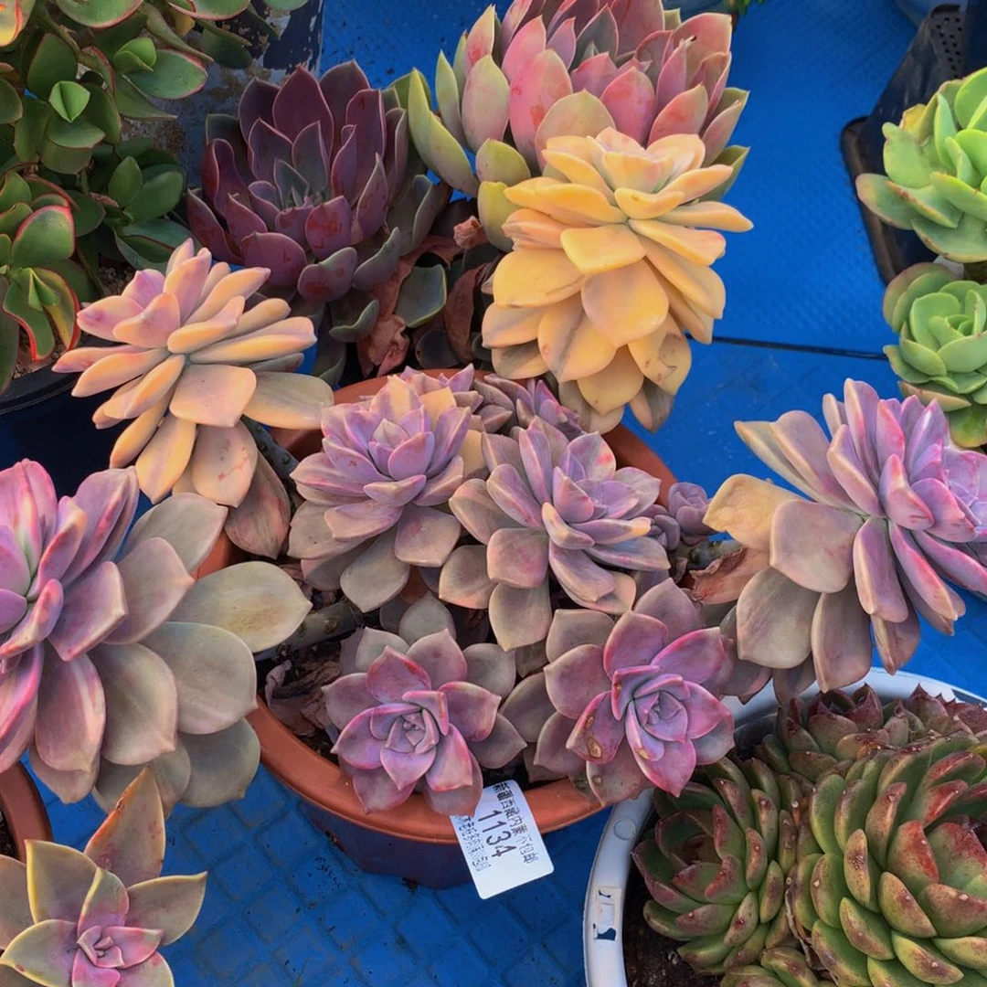 甜*1134紫乐锦多肉