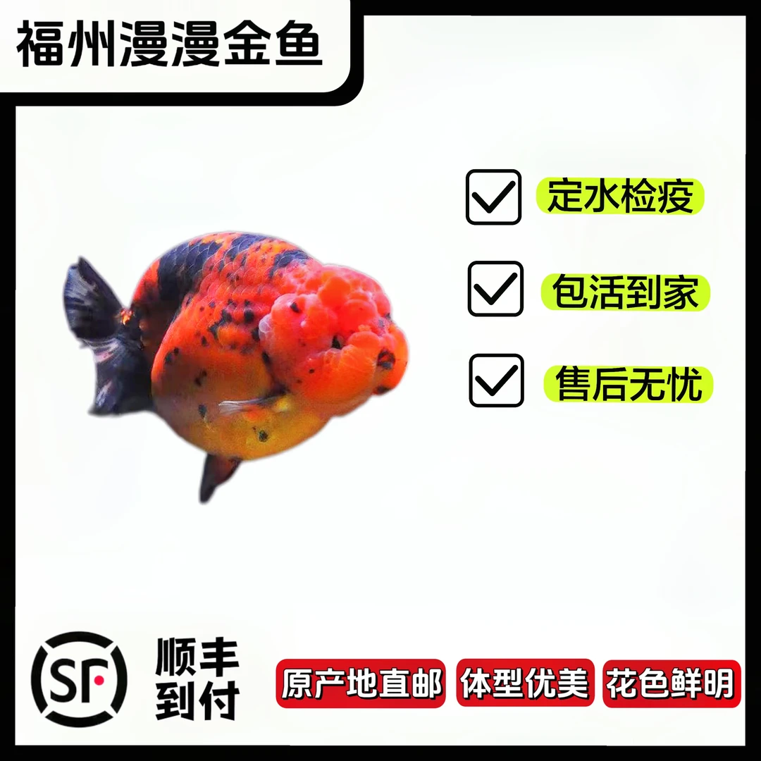 福州兰寿 金鱼 观赏鱼 冷水淡水鱼 水墨（直播间链接 空拍无效）